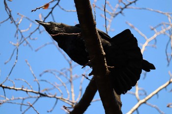 2022年10月26日(水) 庄内緑地公園の野鳥観察記録