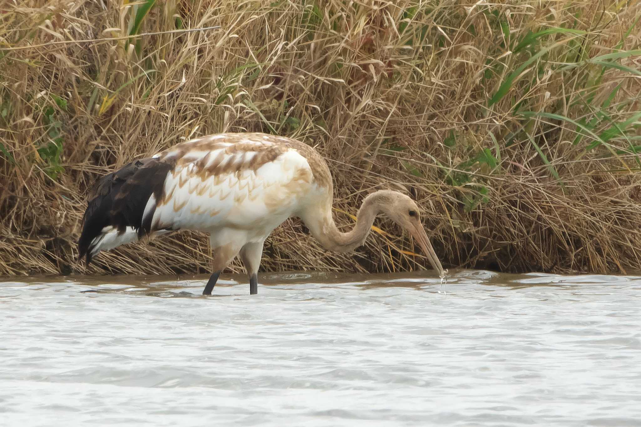 Red-crowned Crane