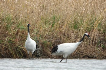 2022年10月23日(日) 網走市の野鳥観察記録