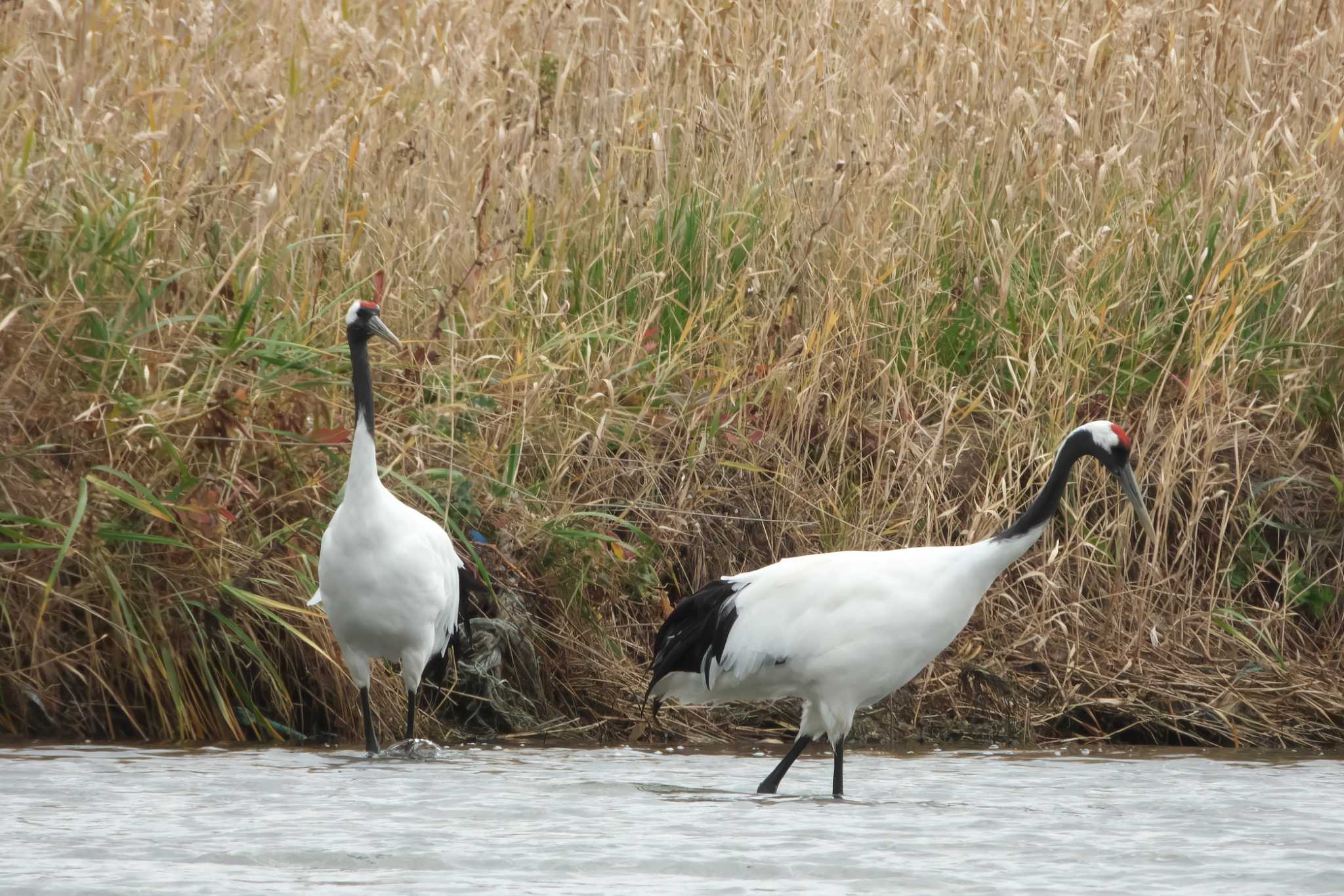 Photo of Red-crowned Crane at 網走市 by 禽好き