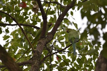 2022年10月16日(日) 水元公園の野鳥観察記録