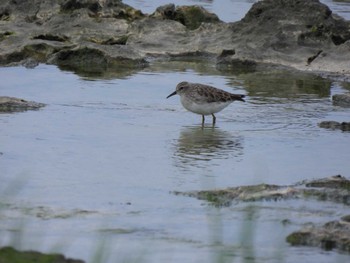 Temminck's Stint 沖縄県 Wed, 10/19/2022