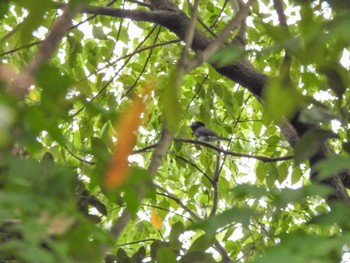 サンコウチョウ 東京港野鳥公園 2022年9月11日(日)