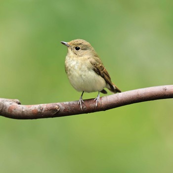 2022年10月25日(火) 権現山(弘法山公園)の野鳥観察記録