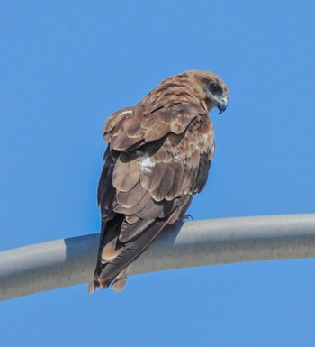 Black Kite 仁頃漁港 Fri, 8/19/2022