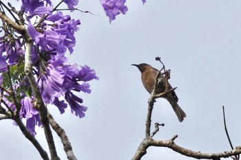 Dusky Myzomela Black Mountain Rd(Kuranda,Australia) Mon, 10/3/2022