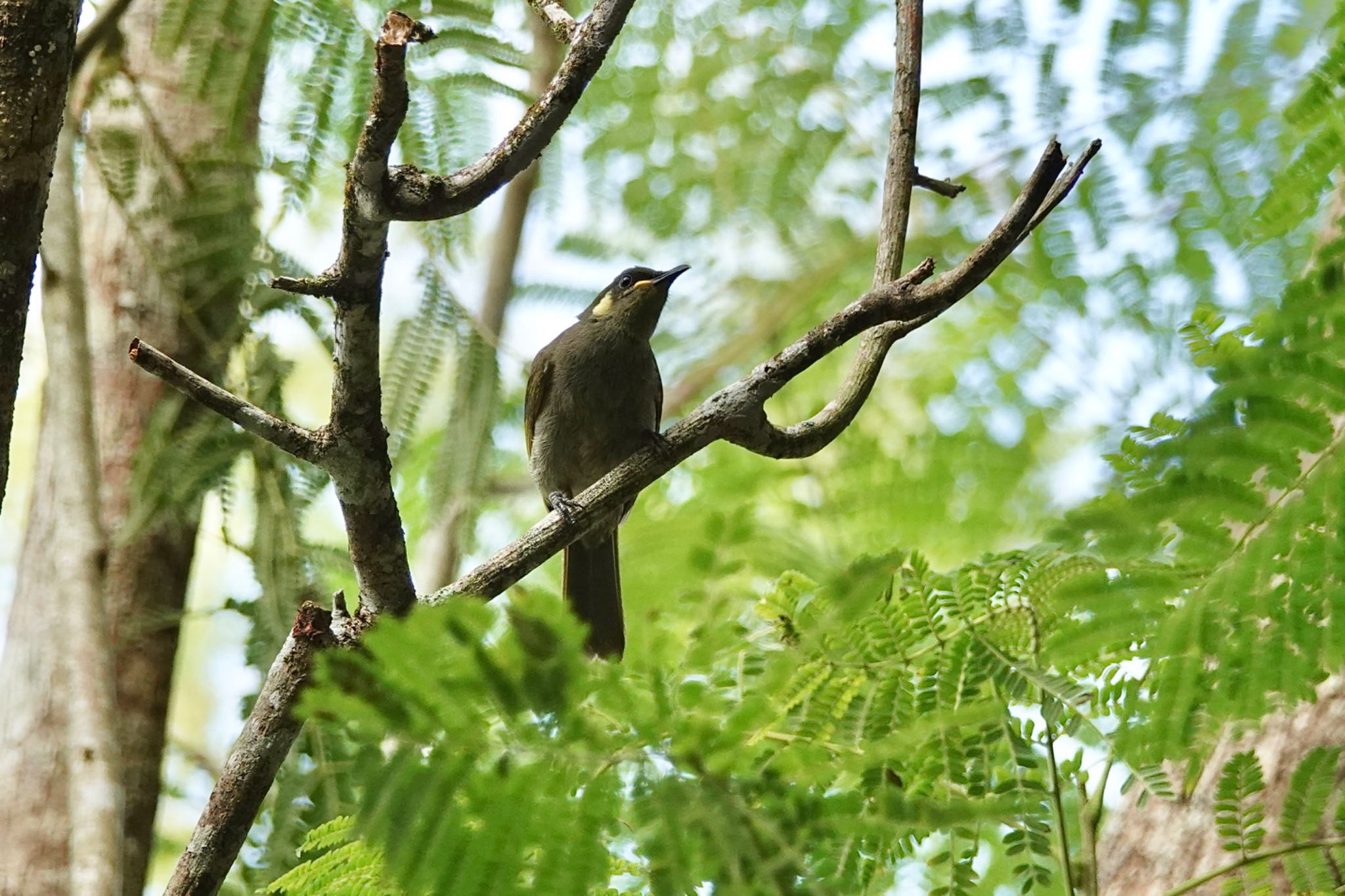 Black Mountain Rd(Kuranda,Australia) コキミミミツスイの写真 by のどか