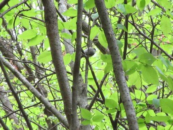 Willow Tit 秩父 Sun, 5/1/2022