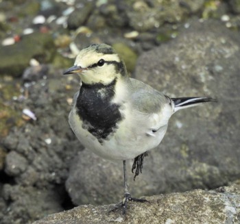 ハクセキレイ 東京港野鳥公園 2022年9月21日(水)