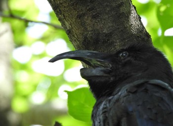 Large-billed Crow ＭＦ Fri, 7/29/2022