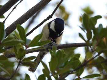 Sun, 10/23/2022 Birding report at Hattori Ryokuchi Park