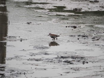 Sanderling Kasai Rinkai Park Fri, 5/6/2022