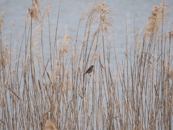 Common Reed Bunting 印旛沼 Sun, 1/30/2022