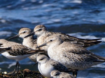 Red Knot Long Reef(Australia, NSW) Wed, 10/26/2022