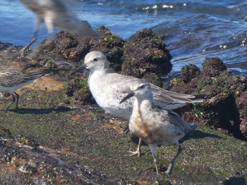 Red Knot Long Reef(Australia, NSW) Wed, 10/26/2022