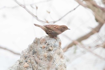 カヤクグリ 筑波山 2018年2月11日(日)