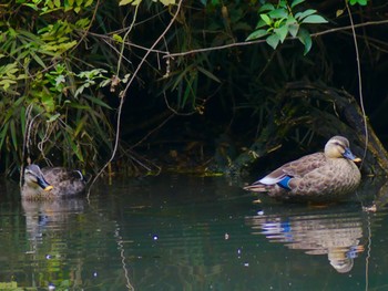 Eastern Spot-billed Duck 鶴ヶ島グリーンパーク Tue, 10/25/2022