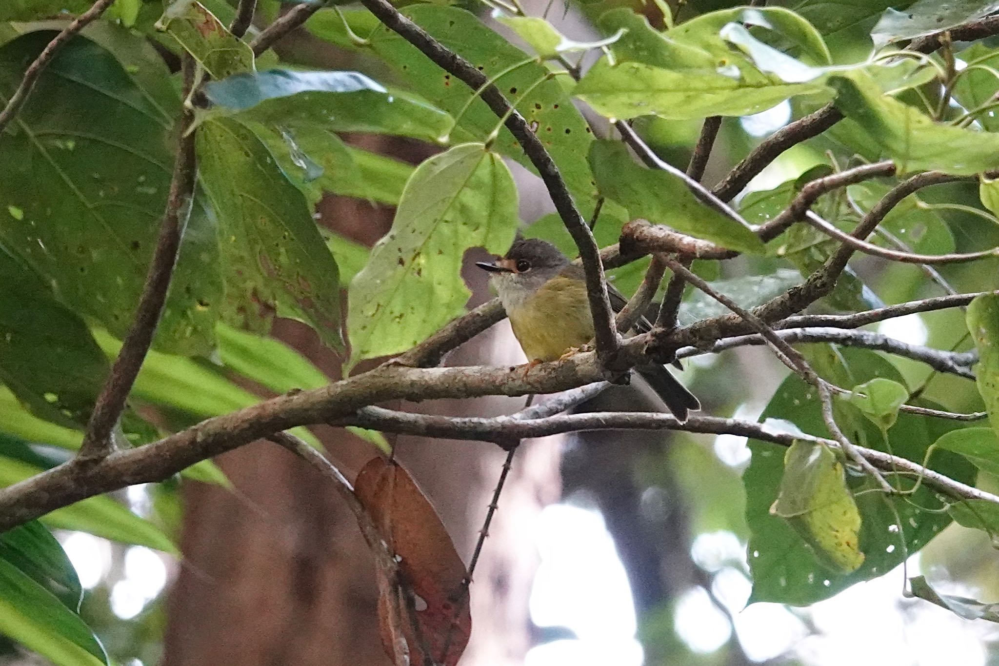 Pale-yellow Robin