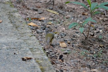 Pale-yellow Robin Black Mountain Rd(Kuranda,Australia) Mon, 10/3/2022