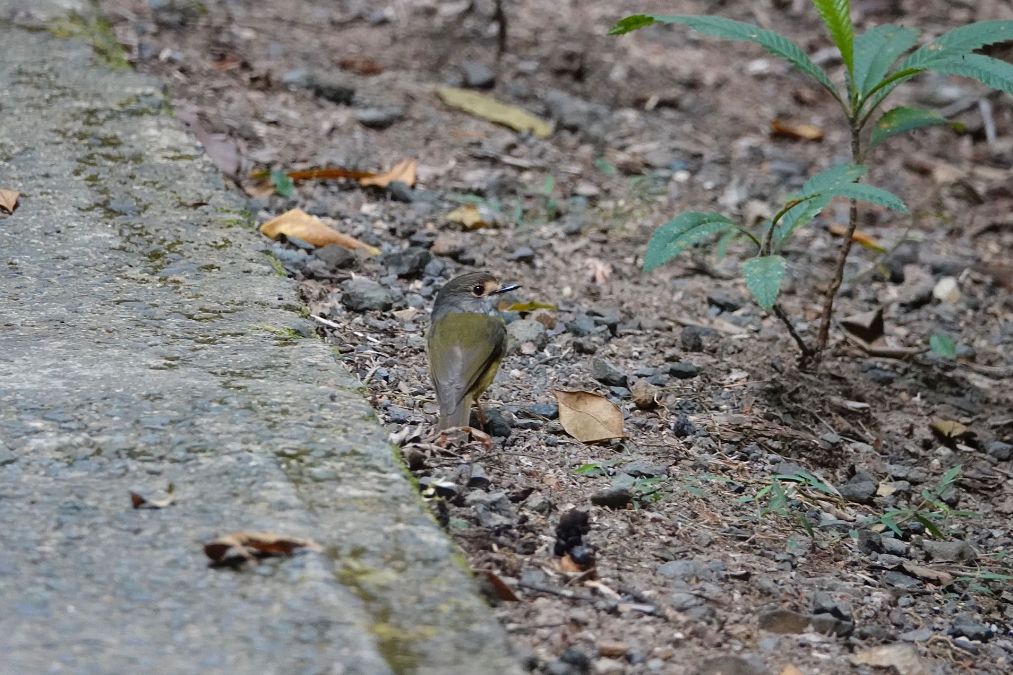 Pale-yellow Robin