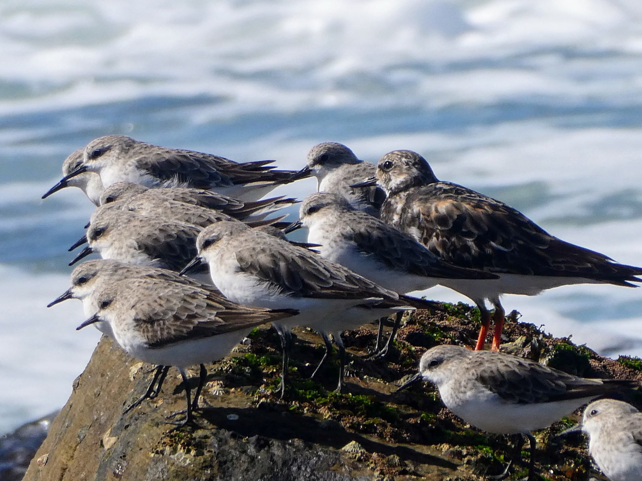 Long Reef(Australia, NSW) トウネンの写真