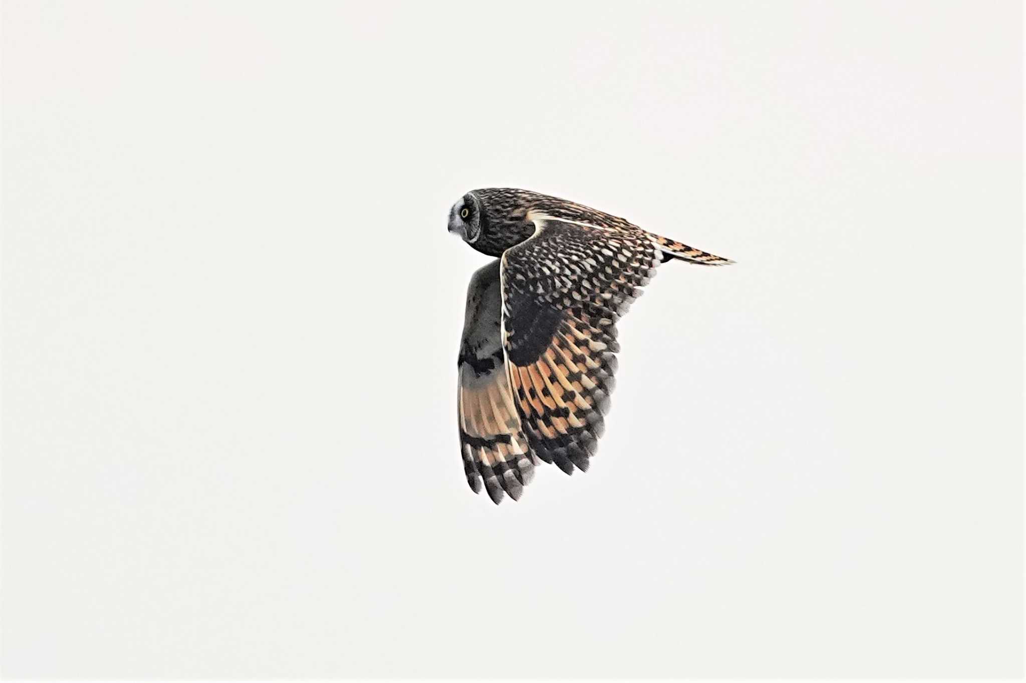 渡良瀬遊水地 コミミズクの写真