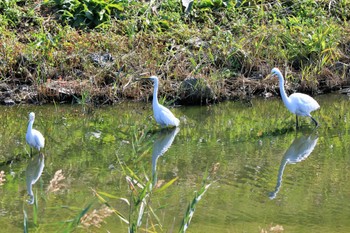 コサギ 行徳野鳥保護区 2022年10月27日(木)