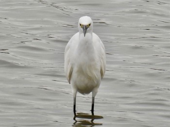 Little Egret 波志江沼環境ふれあい公園 Tue, 10/25/2022