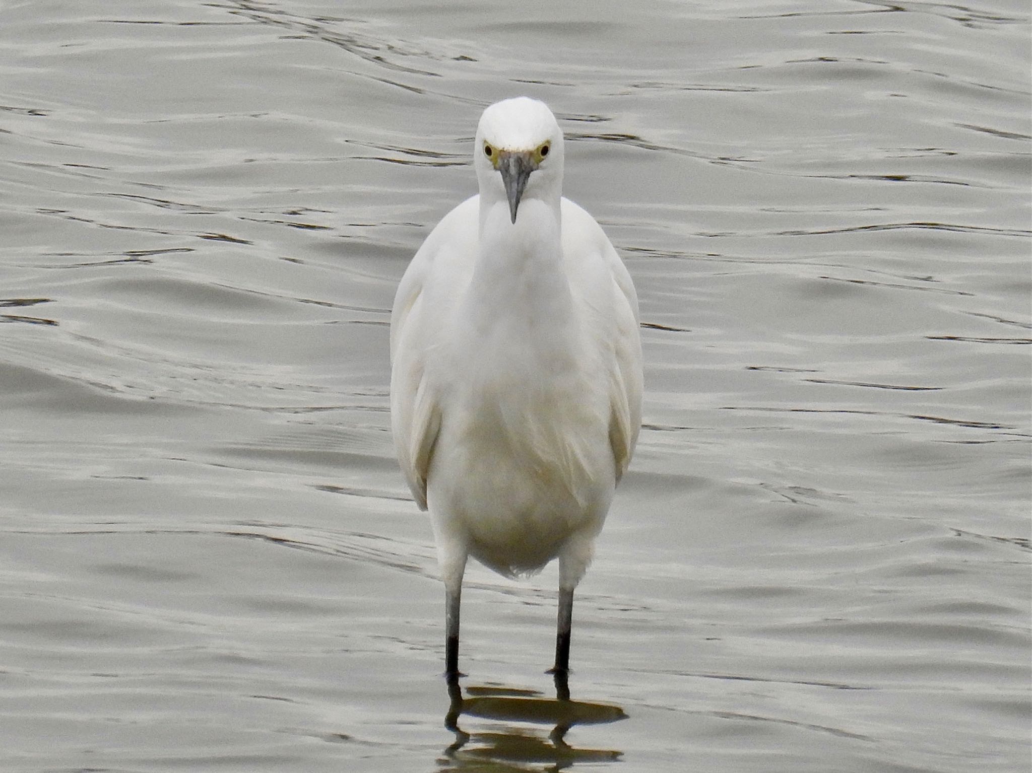 波志江沼環境ふれあい公園 コサギの写真