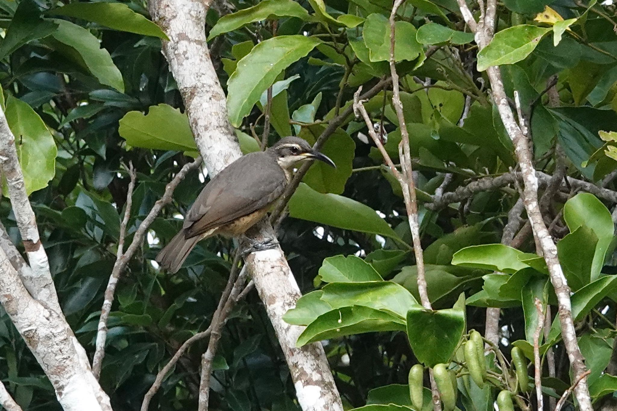 Black Mountain Rd(Kuranda,Australia) コウロコフウチョウの写真