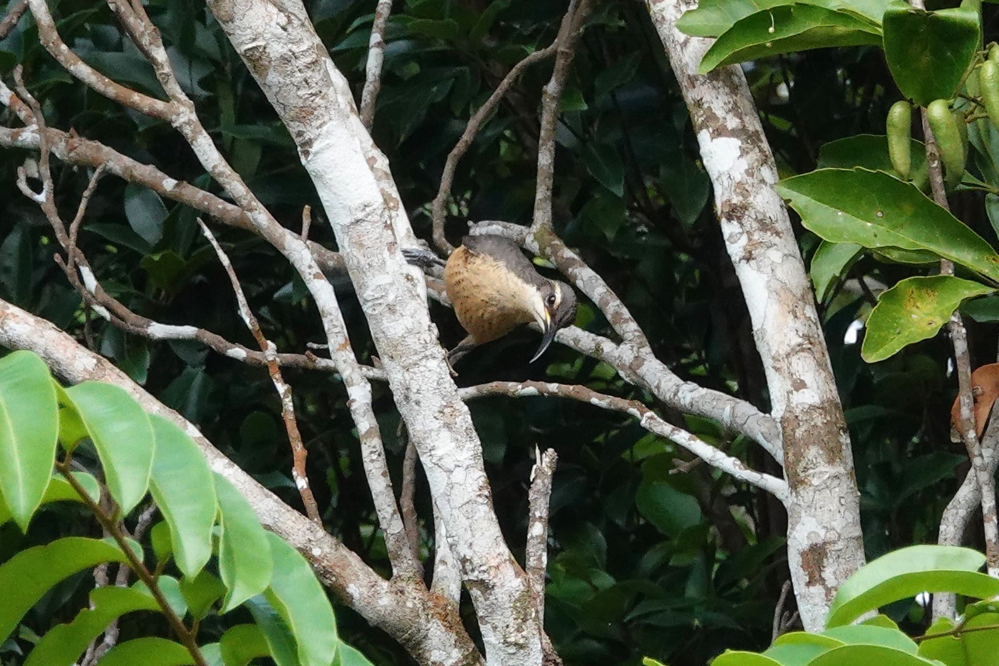 Victoria's Riflebird