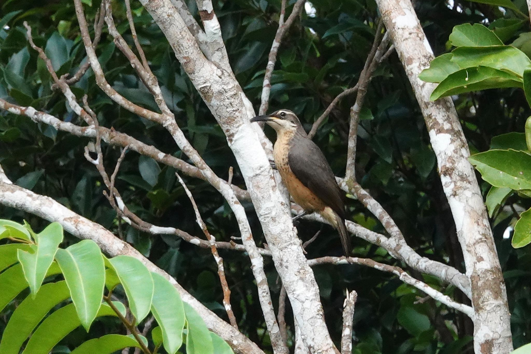 Black Mountain Rd(Kuranda,Australia) コウロコフウチョウの写真 by のどか