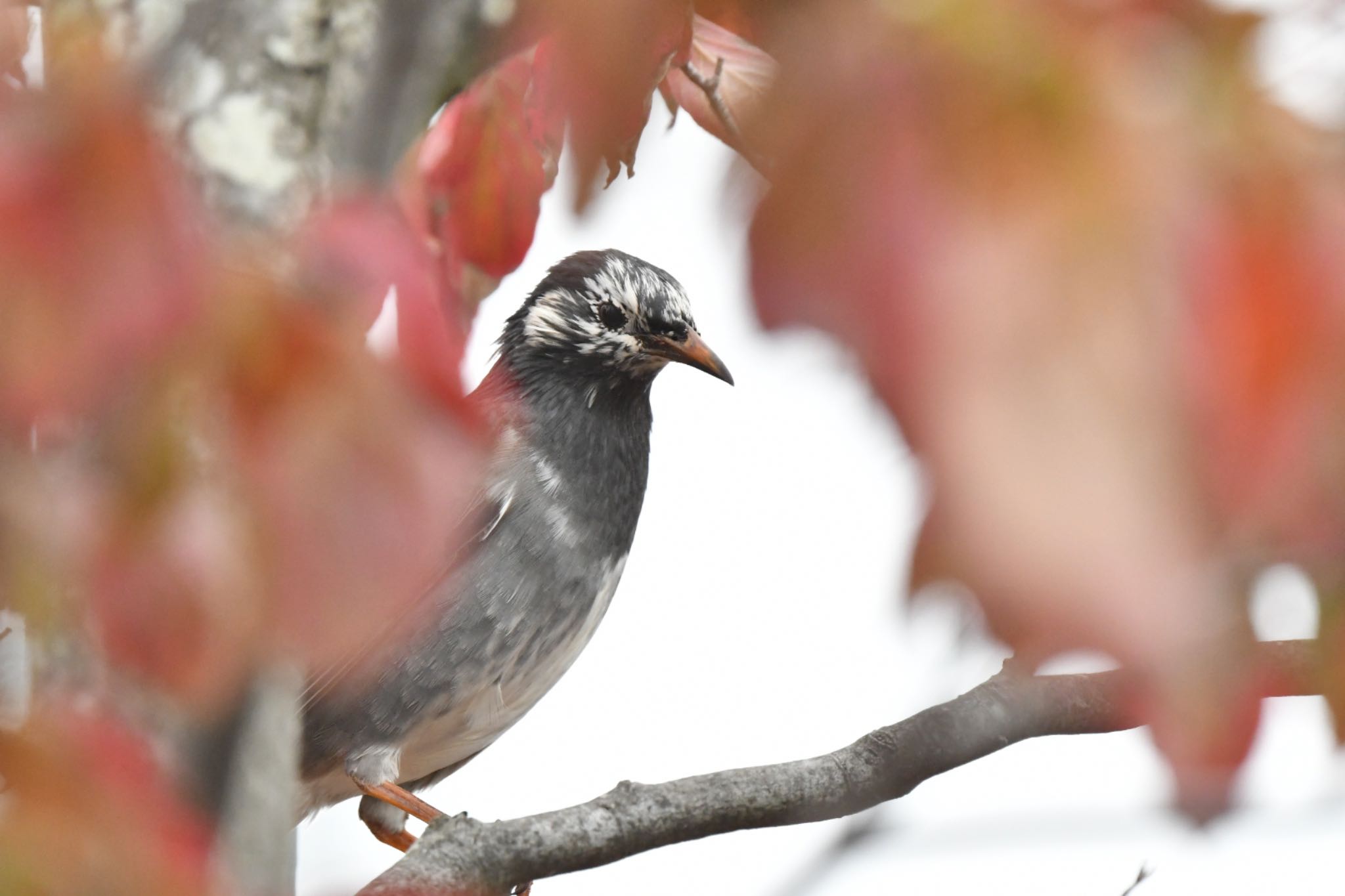 恩田川 ムクドリの写真