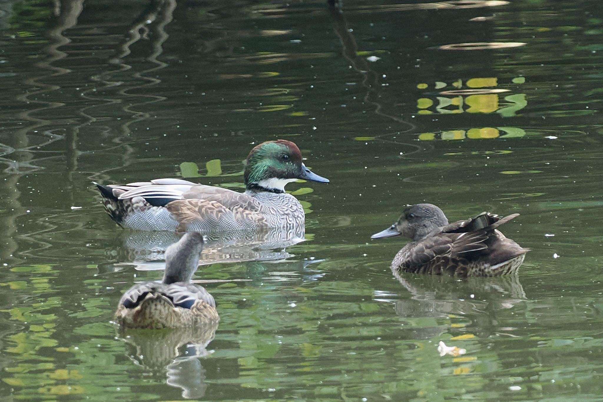 東京港野鳥公園 ヨシガモの写真