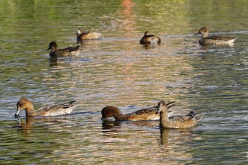 Eurasian Wigeon 江津湖 Mon, 10/24/2022