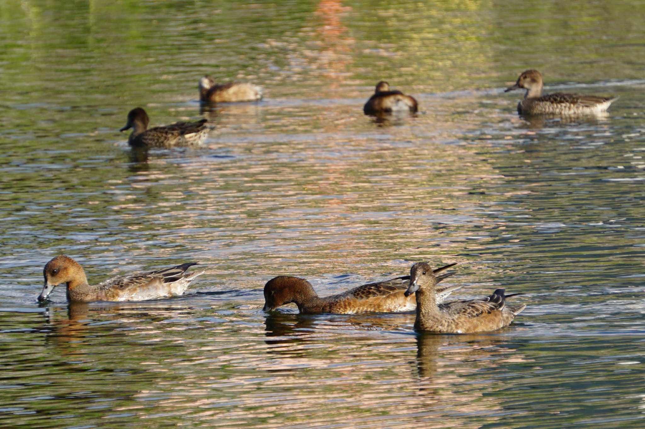 Photo of Eurasian Wigeon at 江津湖 by Joh