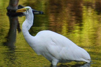 Great Egret 江津湖 Mon, 10/24/2022