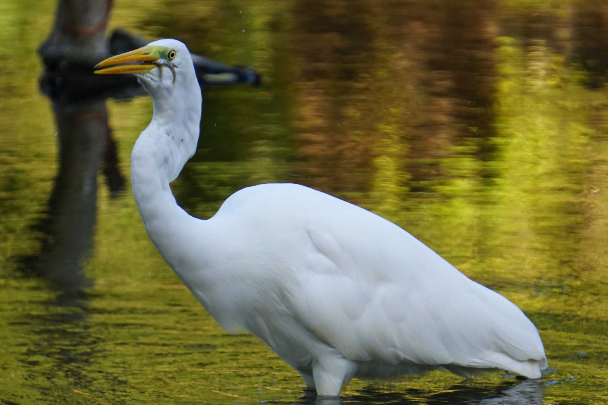 Photo of Great Egret at 江津湖 by Joh