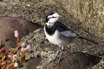 White Wagtail 江津湖 Mon, 10/24/2022