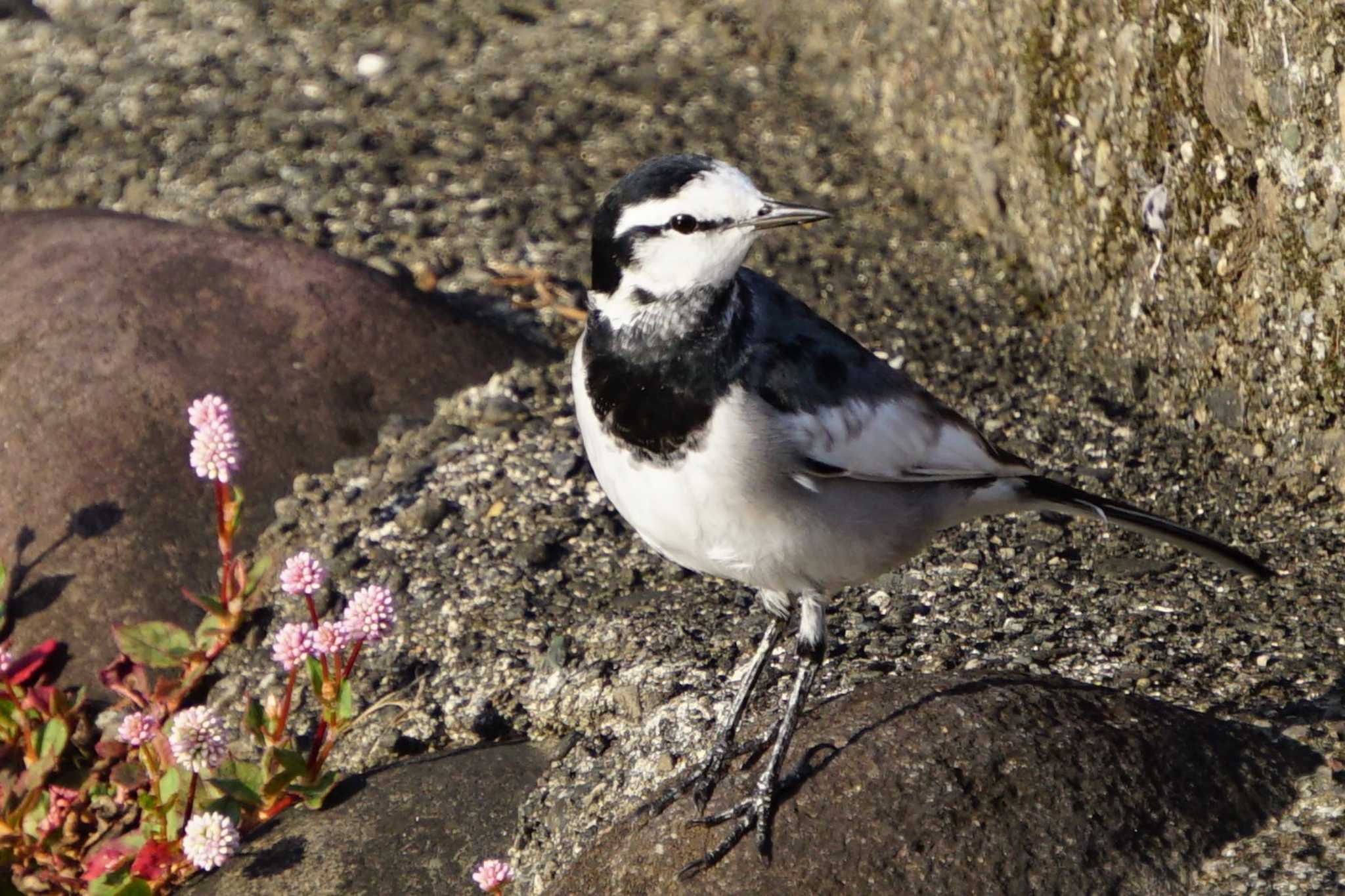 White Wagtail