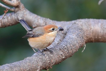 Bull-headed Shrike Unknown Spots Sat, 2/17/2018