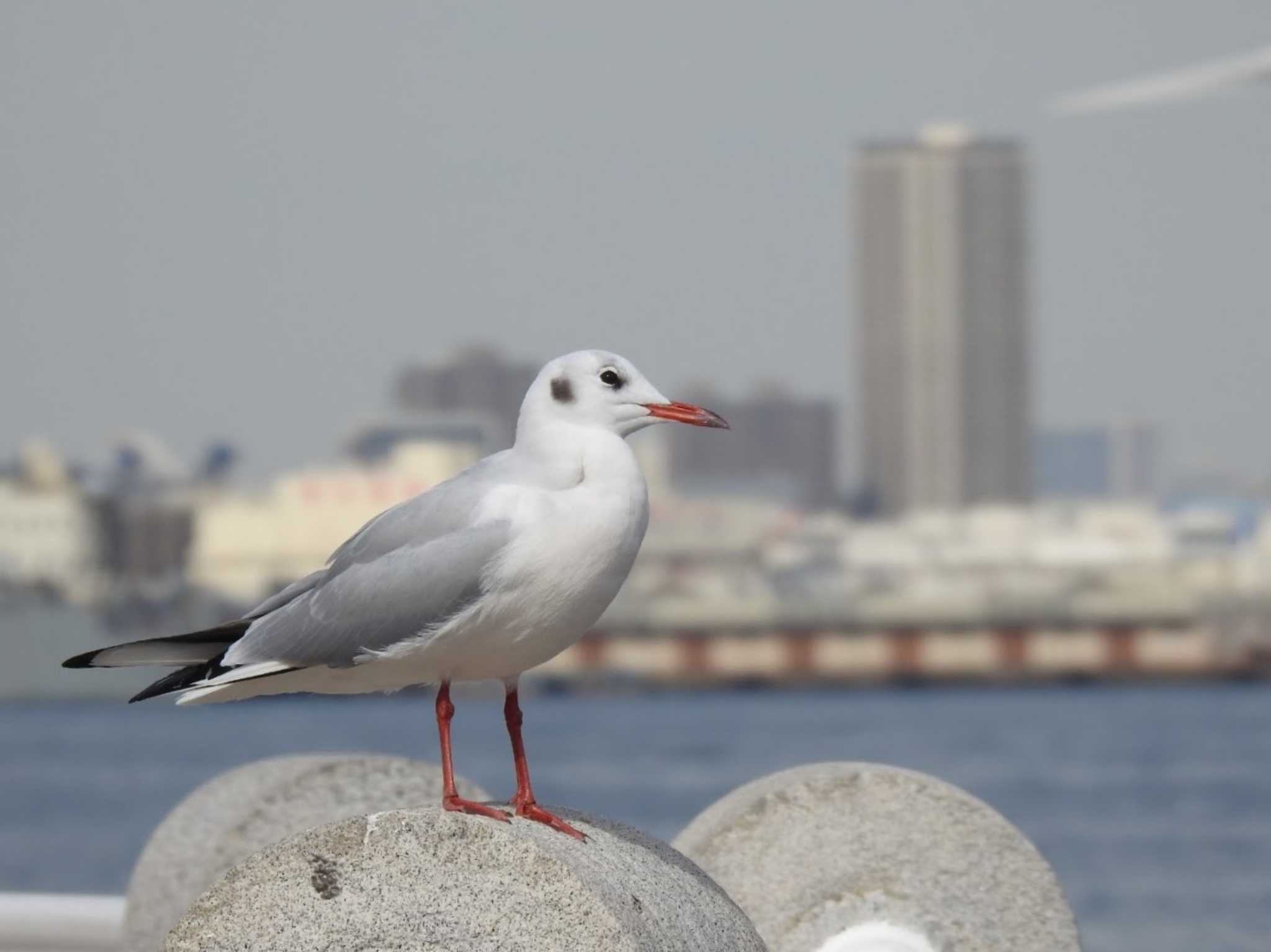 ユリカモメ