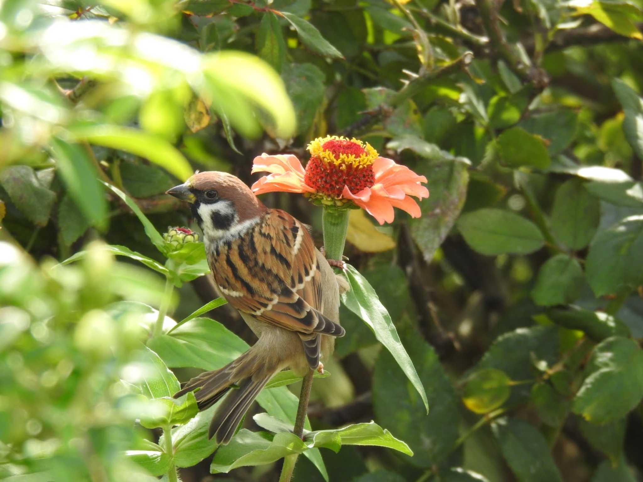Photo of Eurasian Tree Sparrow at 山下公園 by catnip2018