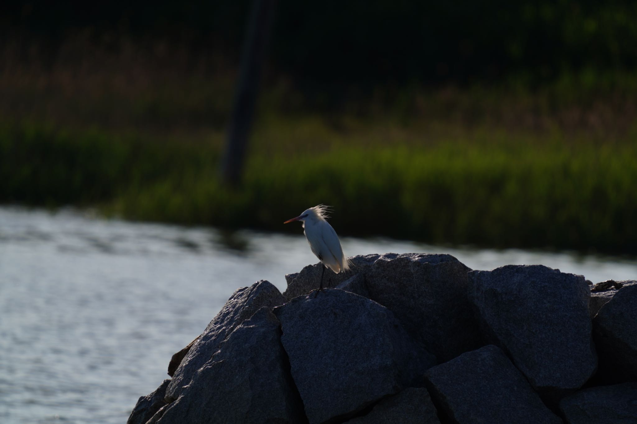  カラシラサギの写真 by wildbirder_