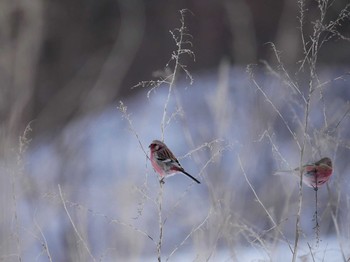 Siberian Long-tailed Rosefinch 飯綱高原 Fri, 2/9/2018