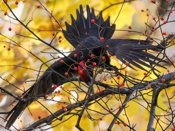 2022年10月27日(木) 盤渓市民の森(札幌市中央区)の野鳥観察記録