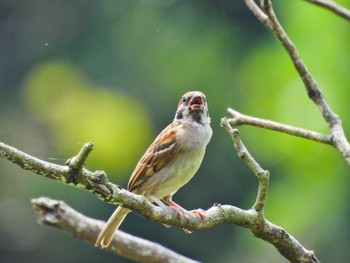 Eurasian Tree Sparrow Kasai Rinkai Park Mon, 8/15/2022