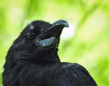 2022年7月29日(金) ＭＦの野鳥観察記録