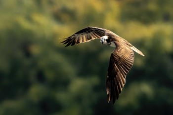 Osprey 多摩川 Thu, 10/27/2022