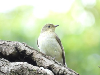 キビタキ 秋ヶ瀬公園(ピクニックの森) 2022年10月27日(木)